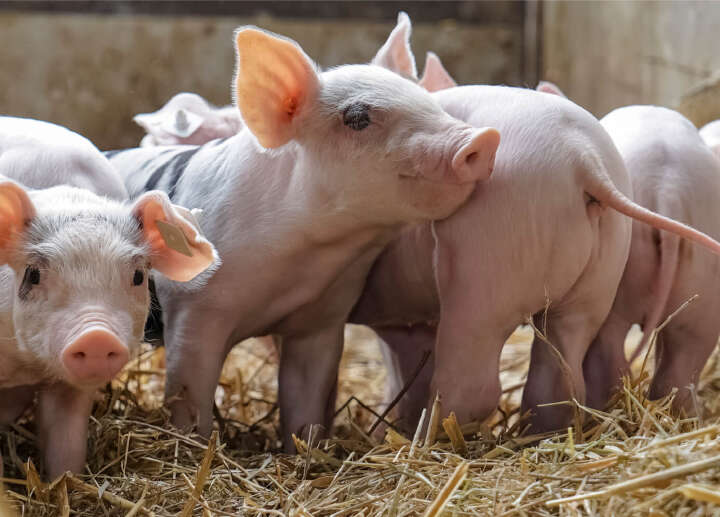 Schwanzbeißen schweine artikel schwein Schwanzbeißen schweine artikel schwein